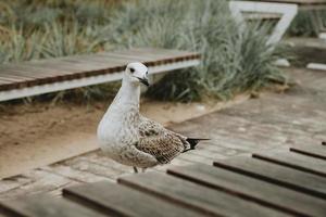 dettaglio di curioso siberiano gabbiano su spiaggia panchina dietro a il di legno tavolo nel sopot nel Polonia foto