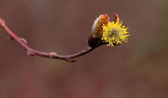 Salix caprea pendula giallo e rosso figa salice nel fioriture coperto nel polline con fresco nuovo crescita foto