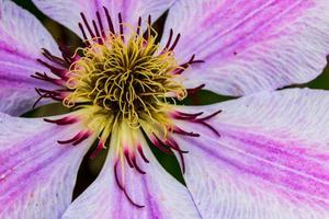 bellissimo clematide fiore vicino su su stame foto