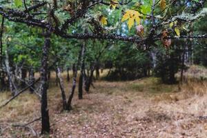 autunno bosco foresta con leggero mostrando 2 foto