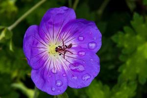 bellissimo estate fiore con rosa viola viola bordi foto