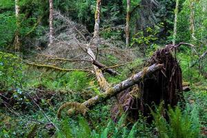 caduto albero nel un' lussureggiante verde foresta sradicato con muschio foto