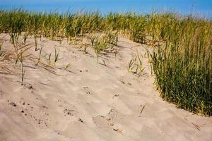 sabbioso spiaggia duna su un' verde erba linea foto