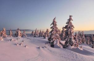 neve coperture lotto di terra e alberi. magico inverno paesaggio foto