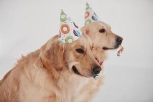 festa cappelli su teste. Due d'oro recuperatori insieme nel il studio contro bianca sfondo foto