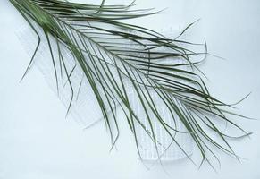 foglia verde di palma isolato su sfondo bianco foto