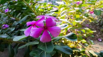 toccare dara catharanthus roseus don è un annuale arbusto nativo per Madagascar foto