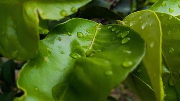 sfondo modello foglie verdi, sfondo naturale e carta da parati foto