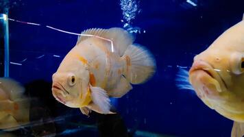 acquario pesce. astronomo è un' genere di pesce nel il famiglia ciclidi. Là siamo Due specie nel Questo genere, tutti e due trovato nel Sud America. foto