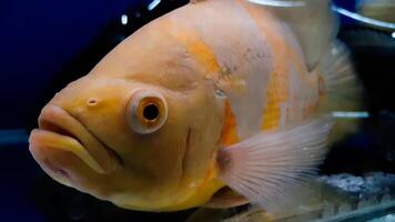 acquario pesce. astronomo è un' genere di pesce nel il famiglia ciclidi. Là siamo Due specie nel Questo genere, tutti e due trovato nel Sud America. foto