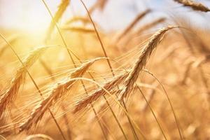 segale orecchie vicino su. segale campo nel un' estate giorno. raccogliere concetto foto