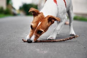 Jack russel terrier cane giocare con di legno bastone all'aperto foto