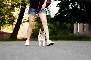 proprietario a piedi Jack russell terrier cane al di fuori foto