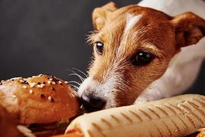 Affamato cane furto cibo a partire dal tavolo. foto