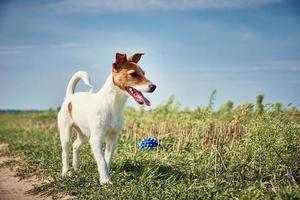 contento cane giocare con palla nel il campo nel estate giorno foto