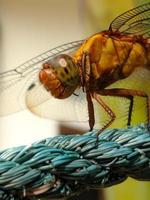 avvicinamento di un' libellula arroccato su un' clothesline foto