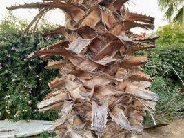 tronchi di palma alberi con naturale bellissimo abbaio. sfondo, struttura foto