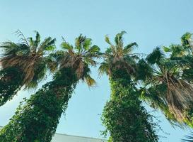 esotico verde impianti nel un' caldo nazione. palma alberi con lungo, verde le foglie. alto alberi contro un' chiaro, blu cielo. palma alberi con di spessore Marrone tronchi foto