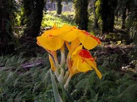 canna giallo re humberto fiore in crescita e fioritura nel il giardino foto