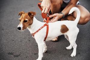 proprietario allega guinzaglio per il cane su il camminare foto