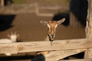 curioso capra nel di legno recinto per bestiame guardare a il telecamera foto