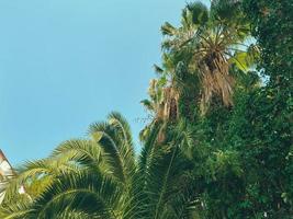 tropicale, raro albero nel un' caldo nazione. un' palma albero con di grandi dimensioni, verde le foglie cresce sotto il sole. insolito pianta. palma rami sotto il blu cielo foto