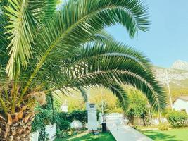 esotico verde impianti nel un' caldo nazione. palma alberi con lungo, verde le foglie. alto alberi contro il fondale di un costoso bianca Hotel, Il prossimo per un' marmo placca con il nome di il Hotel foto