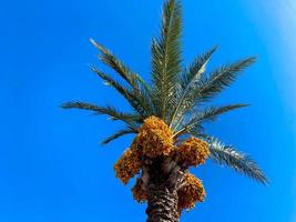 bellissimo palma alberi con verde soffice radicale succoso grande le foglie contro il blu cielo nel un' turista caldo orientale tropicale nazione meridionale ricorrere. indietro sfondo, struttura foto