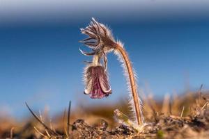 prato pasqueflower nel un' mare prato foto