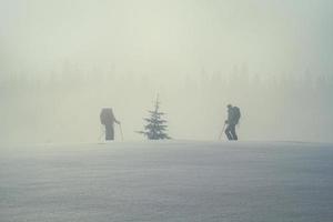 pino albero circondato di sciatori paesaggio foto