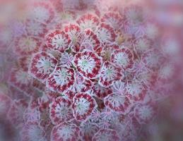 kalmia latifolia fiori con le foglie vicino su. anche conosciuto come montagna alloro, cespuglio di calicò, o spatola. foto