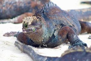 marino iguana a partire dal il galapagos isole foto