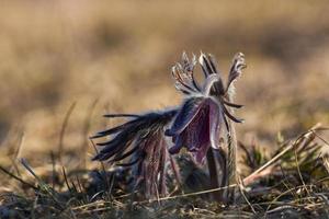 prato pasqueflower nel un' mare prato foto