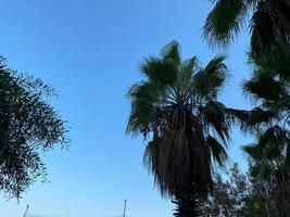 struttura di tropicale meridionale grande verde foglie, rami di abbandonato palma alberi contro il blu cielo. tropicale terme sfondo foto