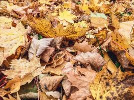 giallo foglie, autunno tempo atmosferico. struttura a partire dal naturale materiali, 3d volumetrica sfondo. acero le foglie menzogna su il terra, autunno foto