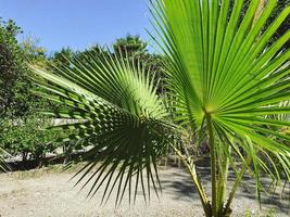 tropicale, raro, verde impianti nel un' caldo nazione. palma alberi con lungo, verde le foglie contro un' blu cielo. palma germoglio a partire dal il terra, in crescita alberi nel il deserto foto