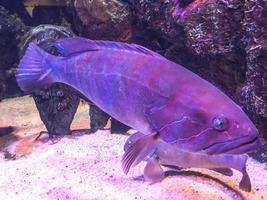 osservazione di il vita di pesce nel il acquario. un' grande pesce con strisce su suo bilancia e blu occhi nuotate a il parte inferiore tra pietre e sabbia foto