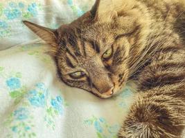 grigio, a strisce gatto bugie su il letto. soffice animale dorme su un' lenzuolo. il gatto ha verde occhi e un' rosa naso. carino gatto con nero zampa foto