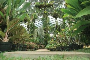 un' sentiero o passerella nel un' molto lussureggiante giardino con vario impianti. foto