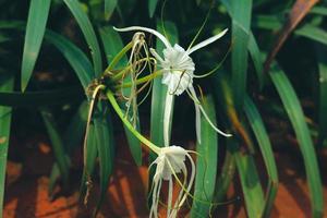 il bianca giglio, quale ha il scientifico nome imenocallis speciosa, è comunemente conosciuto come il spiaggia ragno giglio. foto