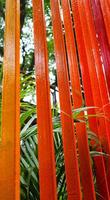 decorazione di un' giardino, un' verticale recinto con rosso-arancio colori foto