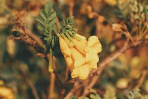 avvicinamento di fiore nel all'aperto giardino foto