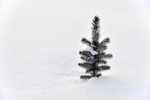 un' piccolo pino albero nel il neve nel il inverno pomeriggio. un' bellissimo poco Natale albero nel un' inverno campo. congelato abete rosso. foto