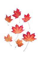 trasparente rosso le foglie su isolato bianca sfondo. foto