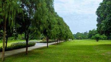 verde naturale scenario con tropicale alberi nel un' giardino foto