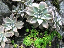 vicino su gruppo di graptopetalum paraguayense, fantasma pianta, madre di perla, Murasaki, succulento pianta, simmetria forma foto