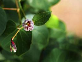 selettivo messa a fuoco vicino su rosso minuscolo fioritura fiori con buio sfocato sfondo foto