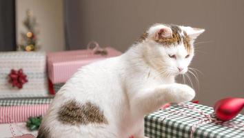 carino bianca gatto giocando con ornamenti su Natale regalo scatole foto