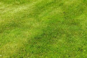 perfettamente e appena falciato giardino prato nel estate. avvicinamento Visualizza di verde erba, naturale sfondo struttura. rifilato erba, campo. foto