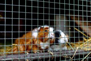 carino Guinea maiali su animale azienda agricola nel hutch. Guinea maiale nel gabbia su naturale eco azienda agricola. animale bestiame e ecologico agricoltura. foto